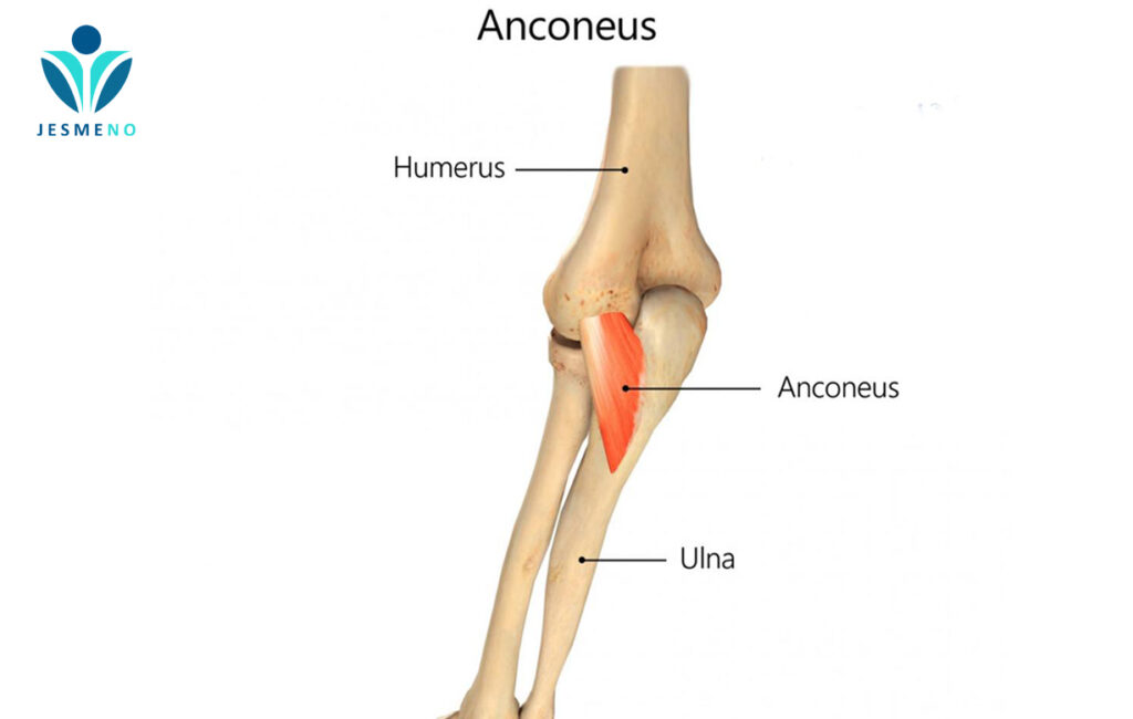 آناتومی آرنج - عضله انکونئوس